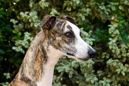 Whippet